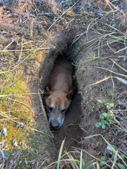 A lyukba szorult kutya