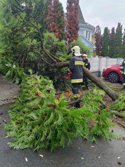 A tűzoltók kidőlt fát távolítanak el a Varság utcában.