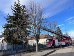A tűzoltók magasból mentő segítségével közelítik meg a sárándi veszélyes fát.
