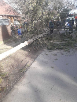 Debrecenben, a Kosztolányi Dezső utcában egy tizenöt méteres tujafa az úttestre dőlt