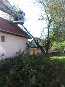 fakivágás