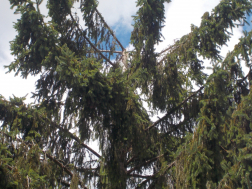 macska