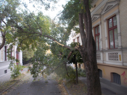 Kidőlt fa, és lehasadt ágak Debrecenben