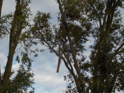 Leszakadt egy faág Debrecenben a Köntösgátsoron